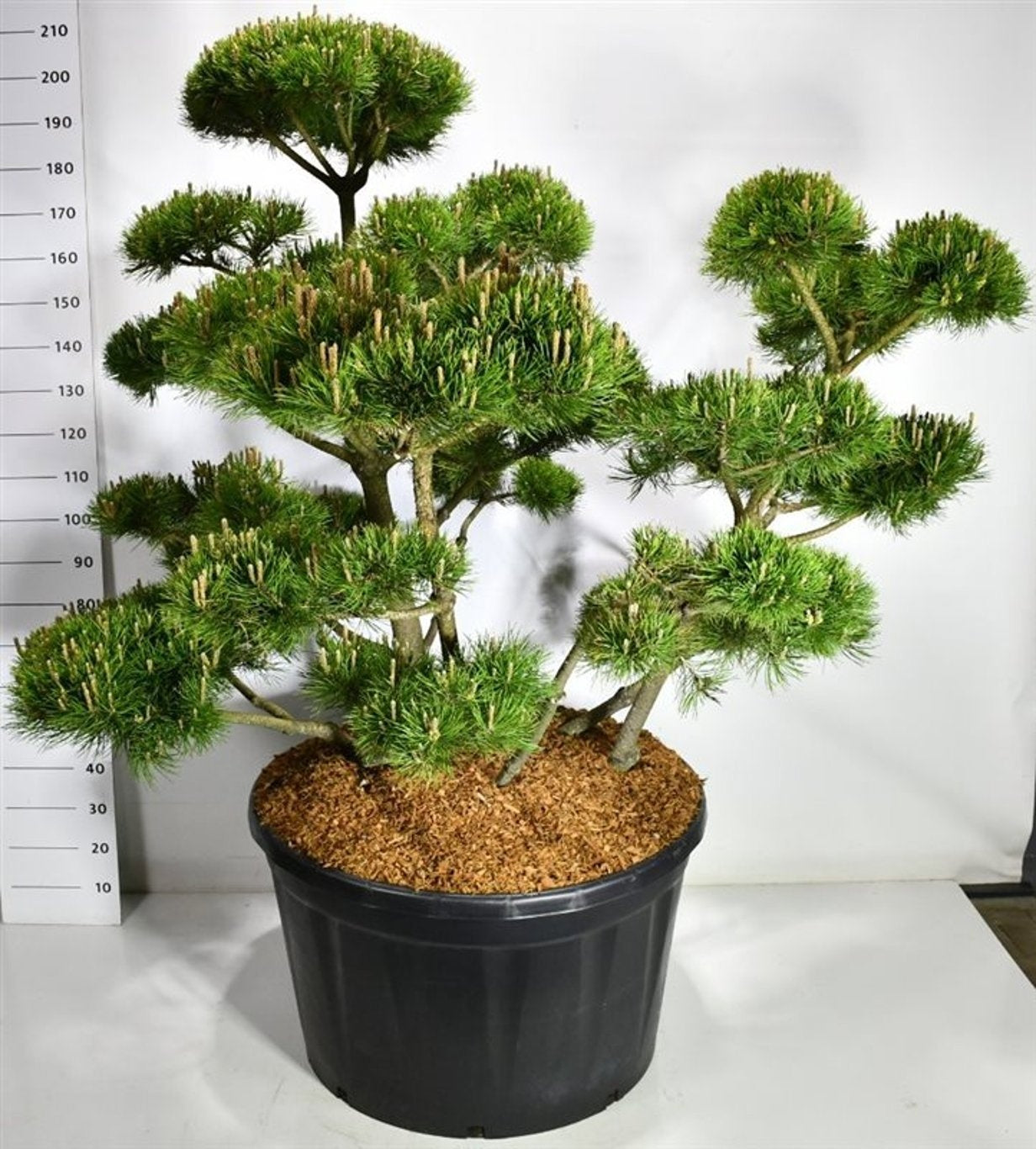 Pinus mugo Mughus 200cm 83cm Pot