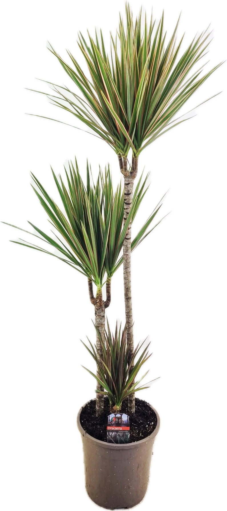 Dracaena Bicolor 75-30-10 130cm 24cm Pot