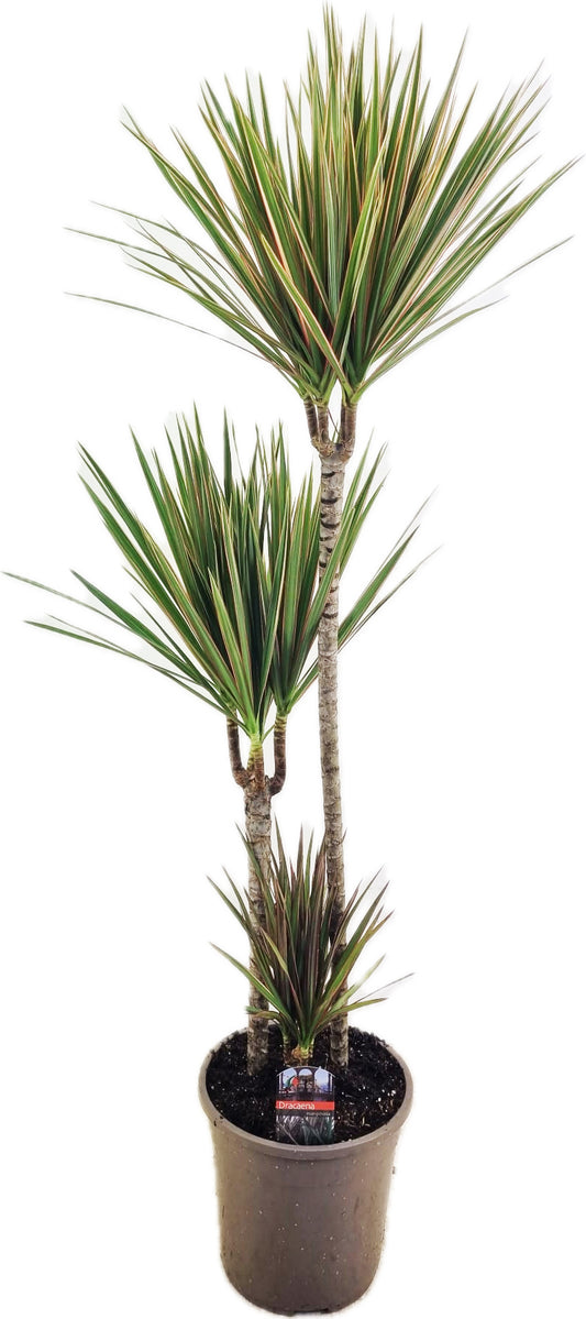 Dracaena Bicolor 75-30-10 130cm 24cm Pot