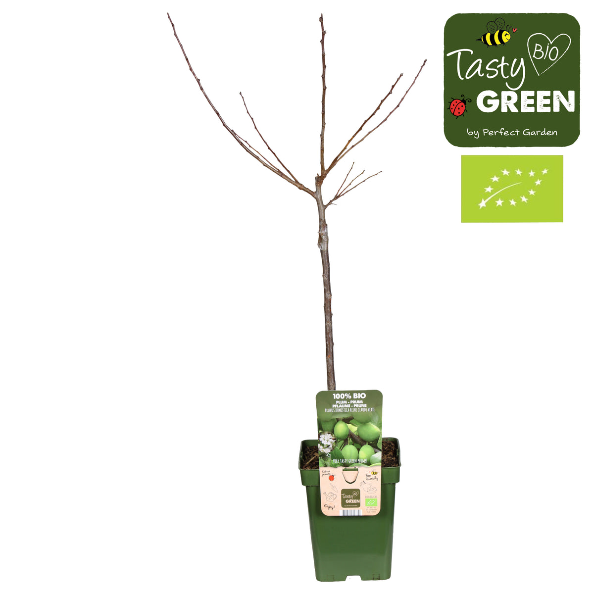 Prunus Reine-Claude Verte 100cm 23cm Pot