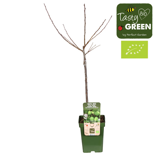 Prunus Reine-Claude Verte 100cm 23cm Pot
