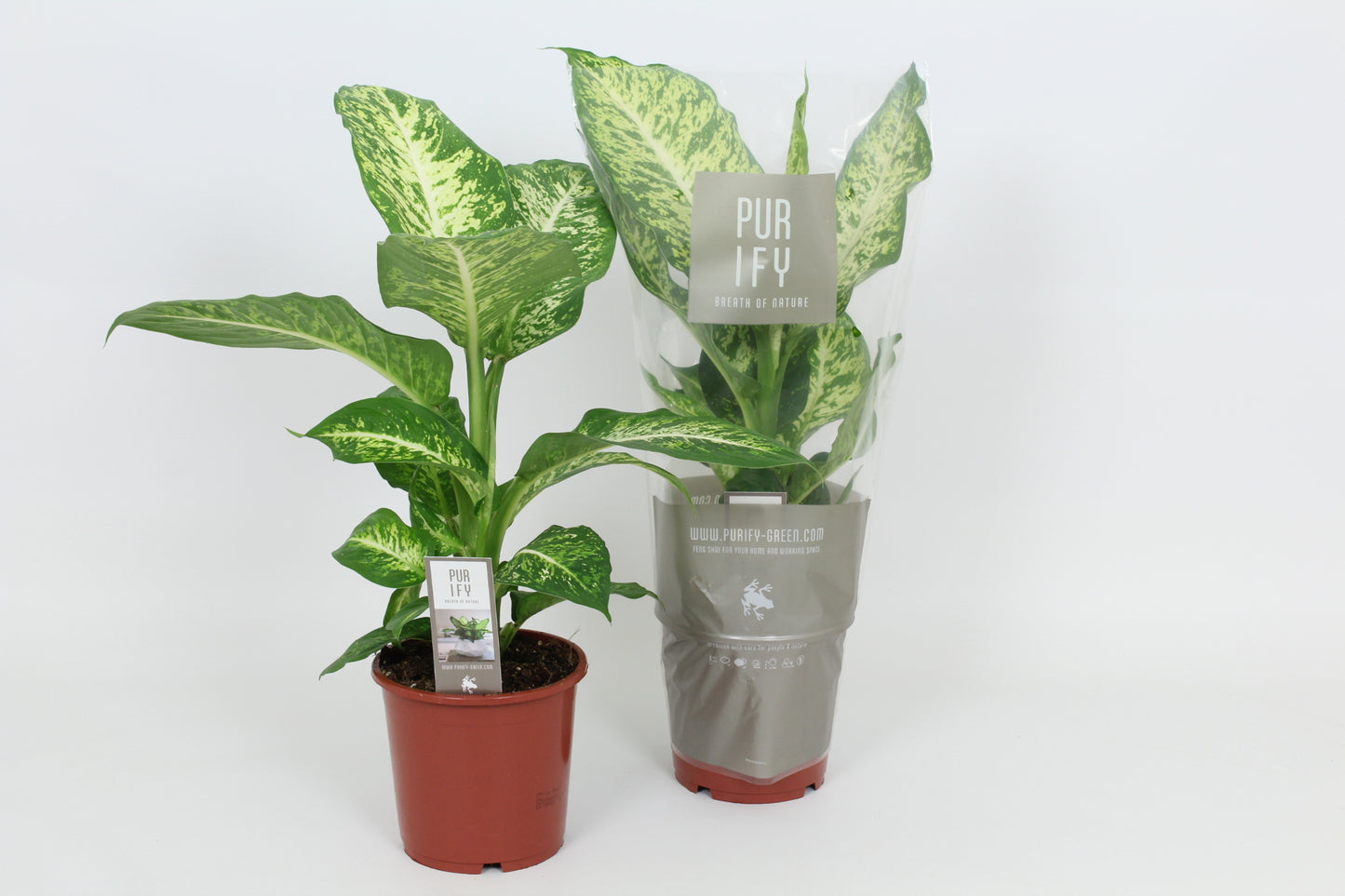 Dieffenbachia Mars 65cm 17cm Pot