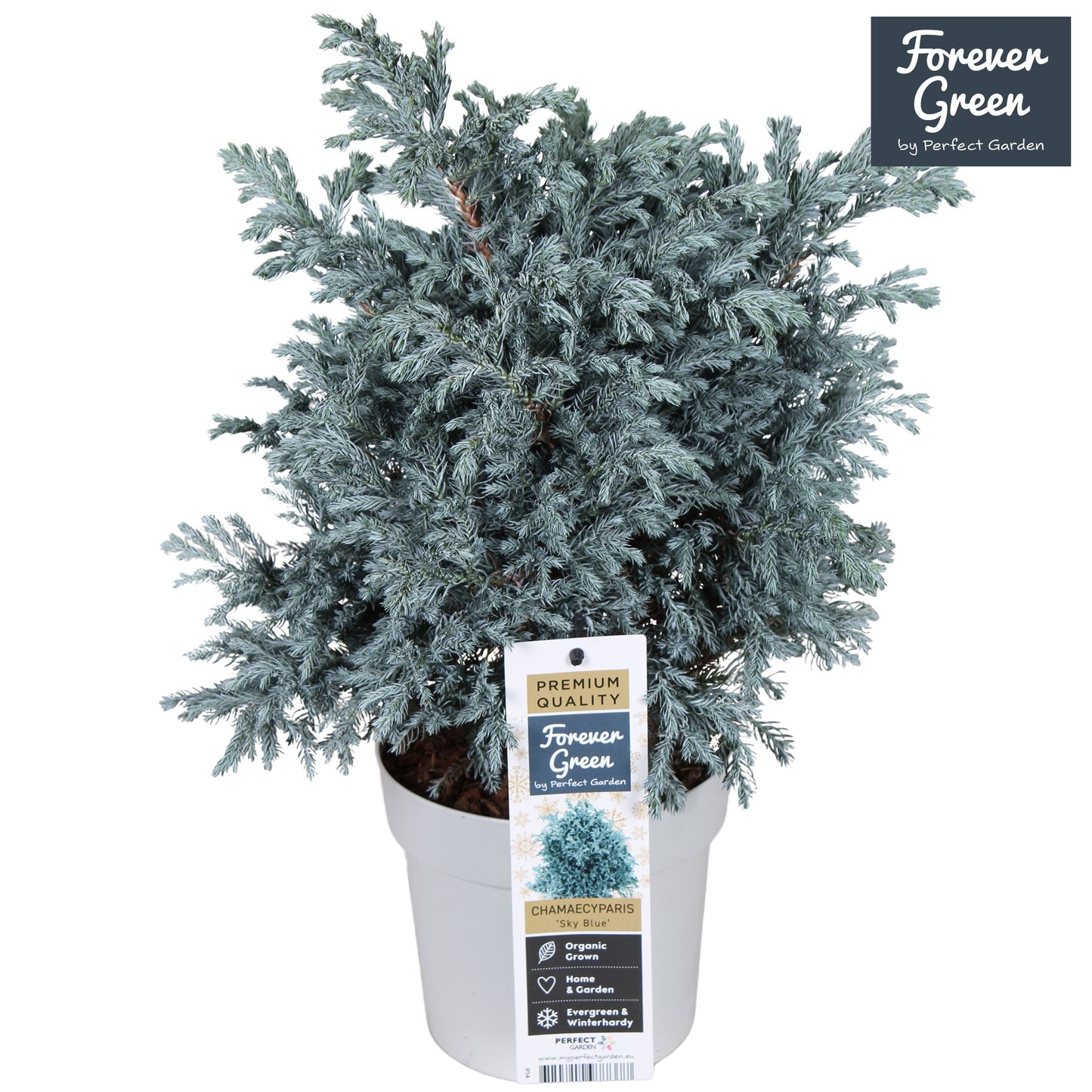 Hoogeveen Plants BV Chamaecyparis Sky Blue Pack of 6