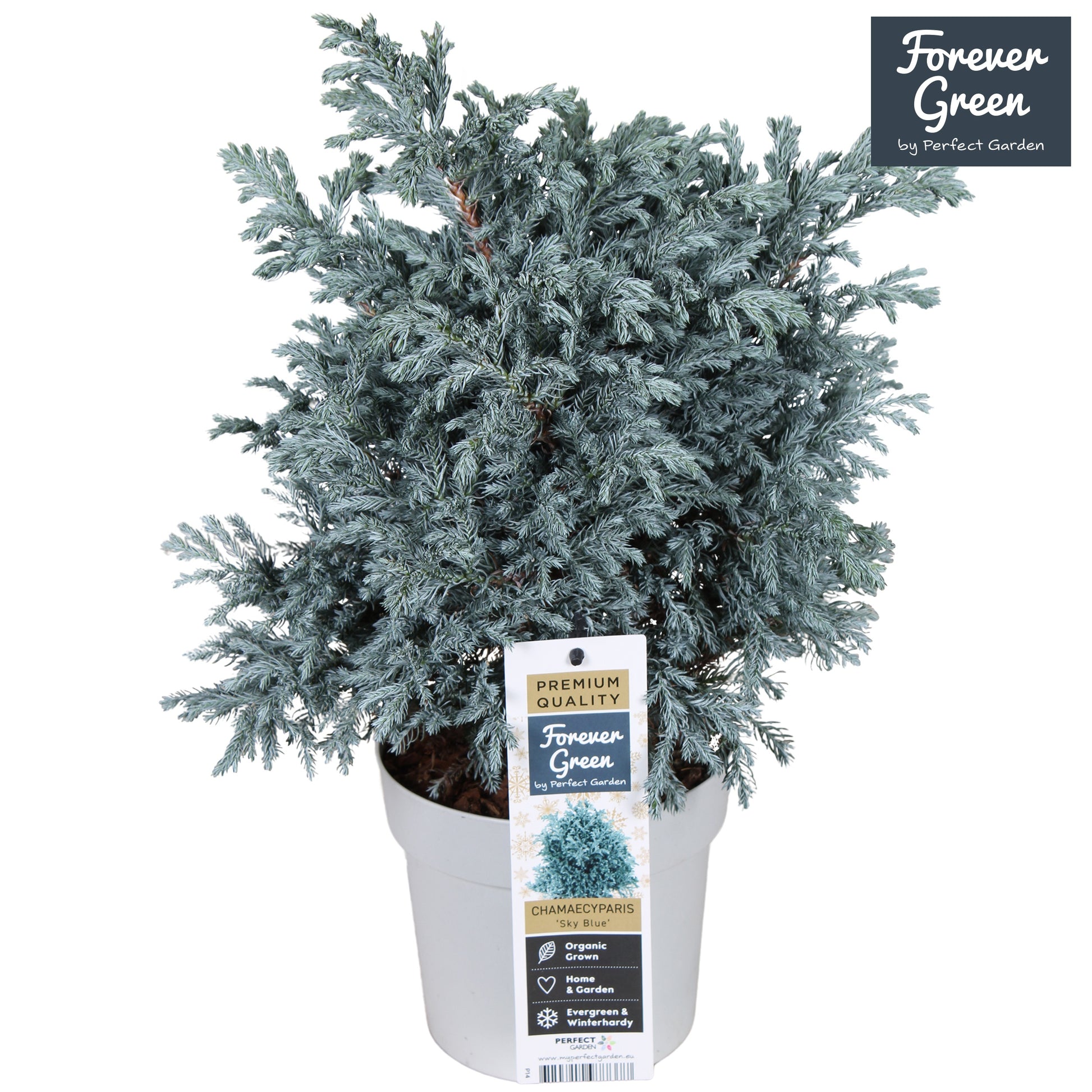 Hoogeveen Plants BV Chamaecyparis Sky Blue Pack of 6