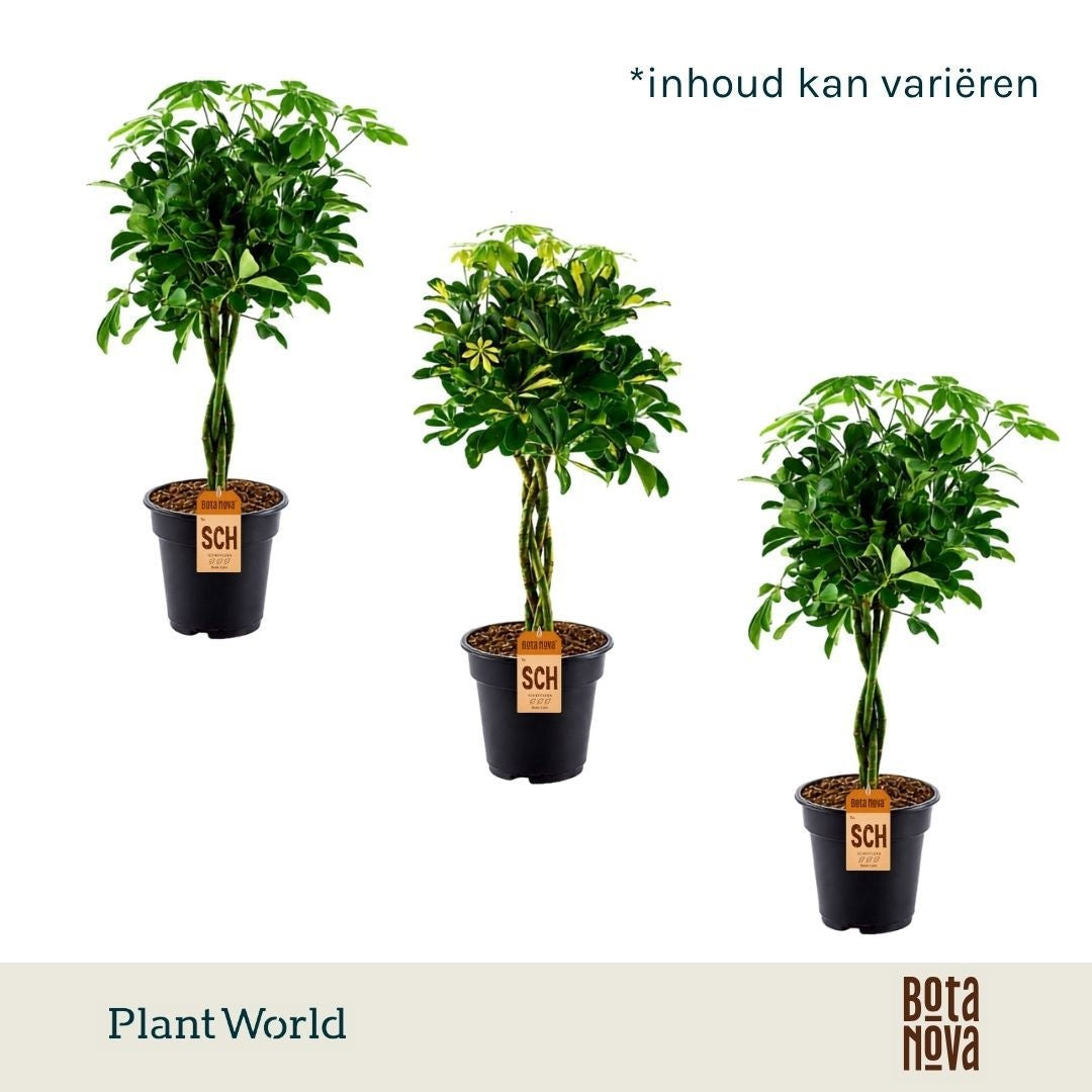 Schefflera arboricola gevlochten stam 70cm 21cm Pot