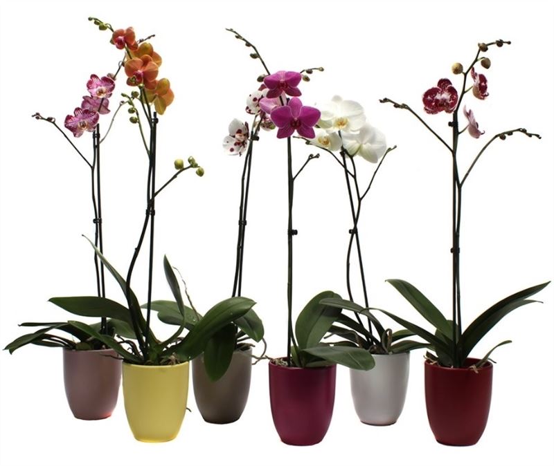 Phalaenopsis mix 60cm 12cm Pot