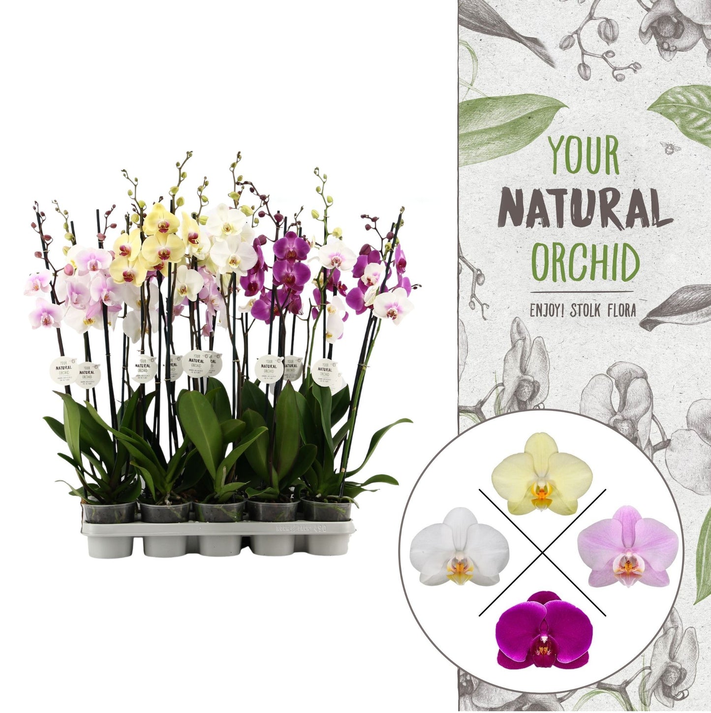 Phalaenopsis mix 75cm 12cm Pot