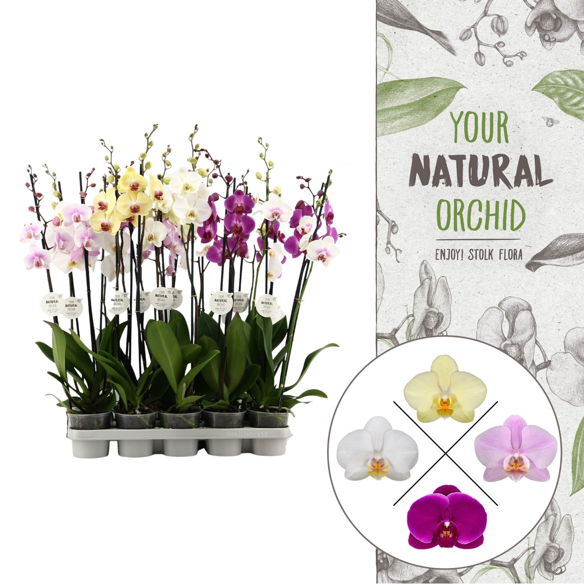 Phalaenopsis mix 75cm 12cm Pot