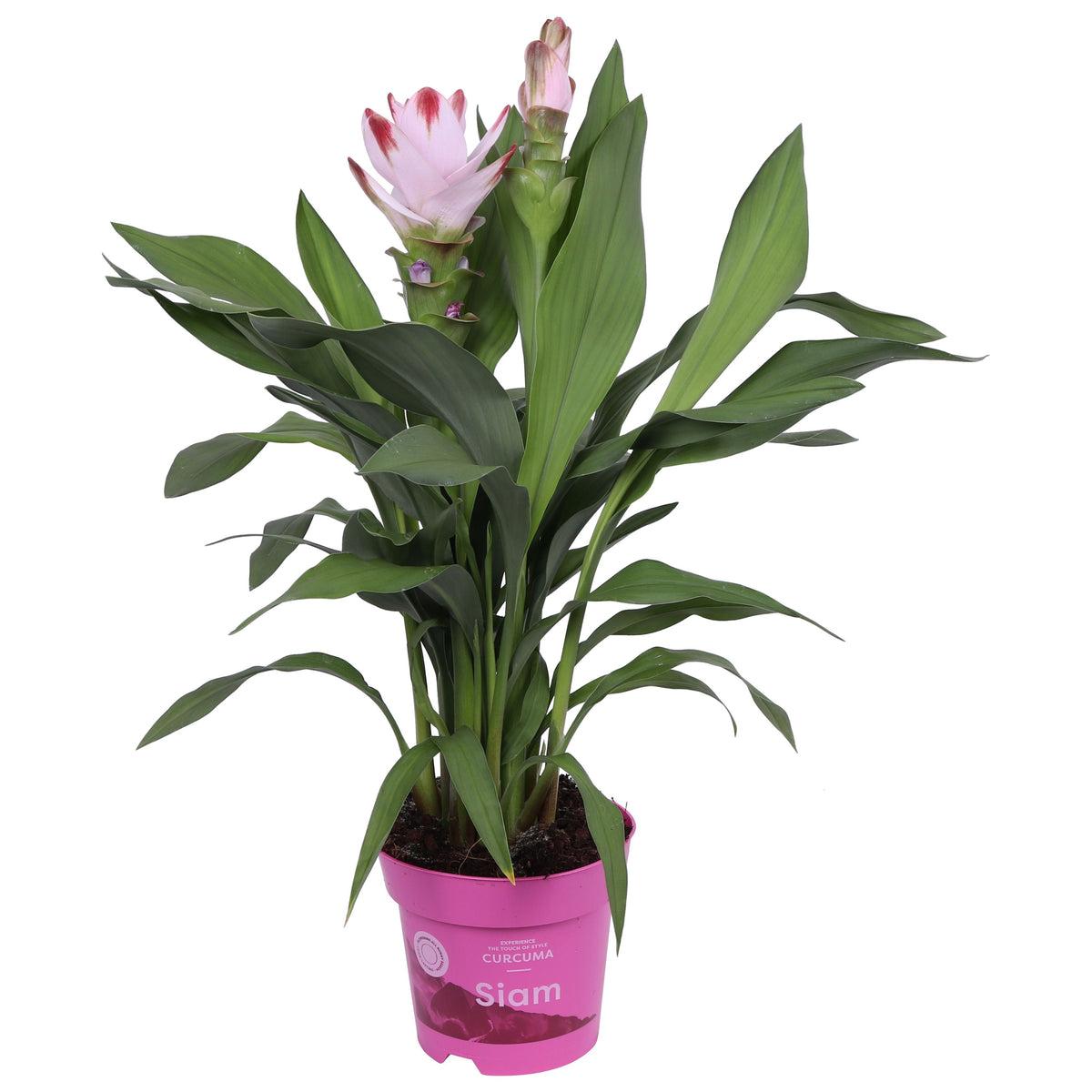 Curcuma Siam Salsa 55cm 14cm Pot