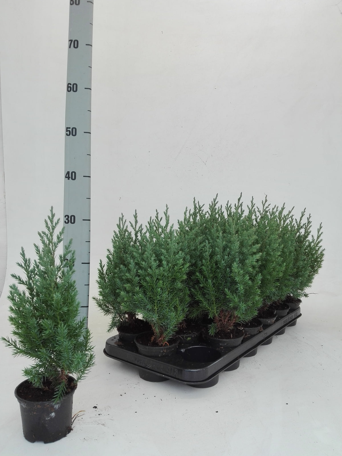 Juniperus Stricta 22cm 9cm Pot