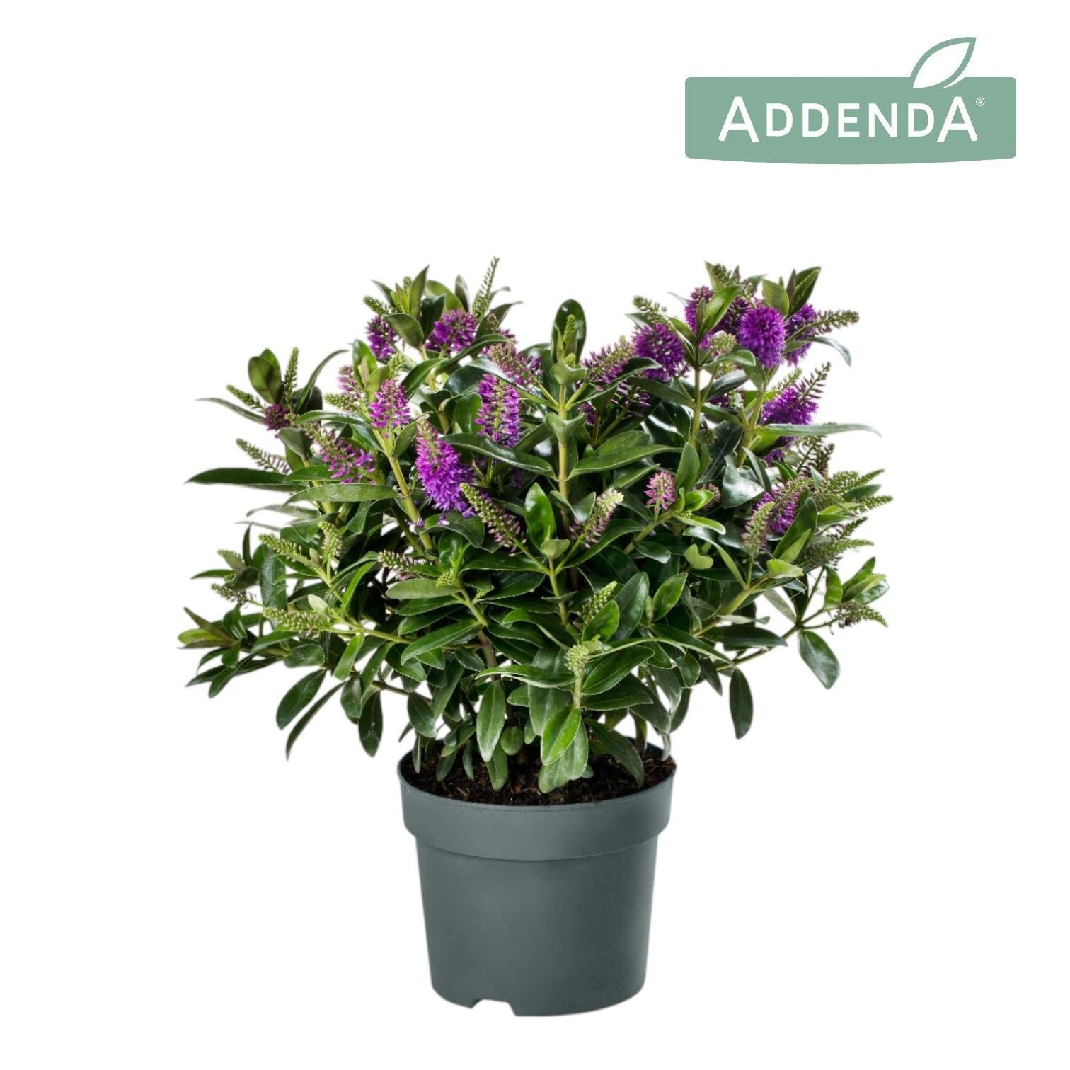 Hebe Hebedonna Emma 50cm 17cm Pot