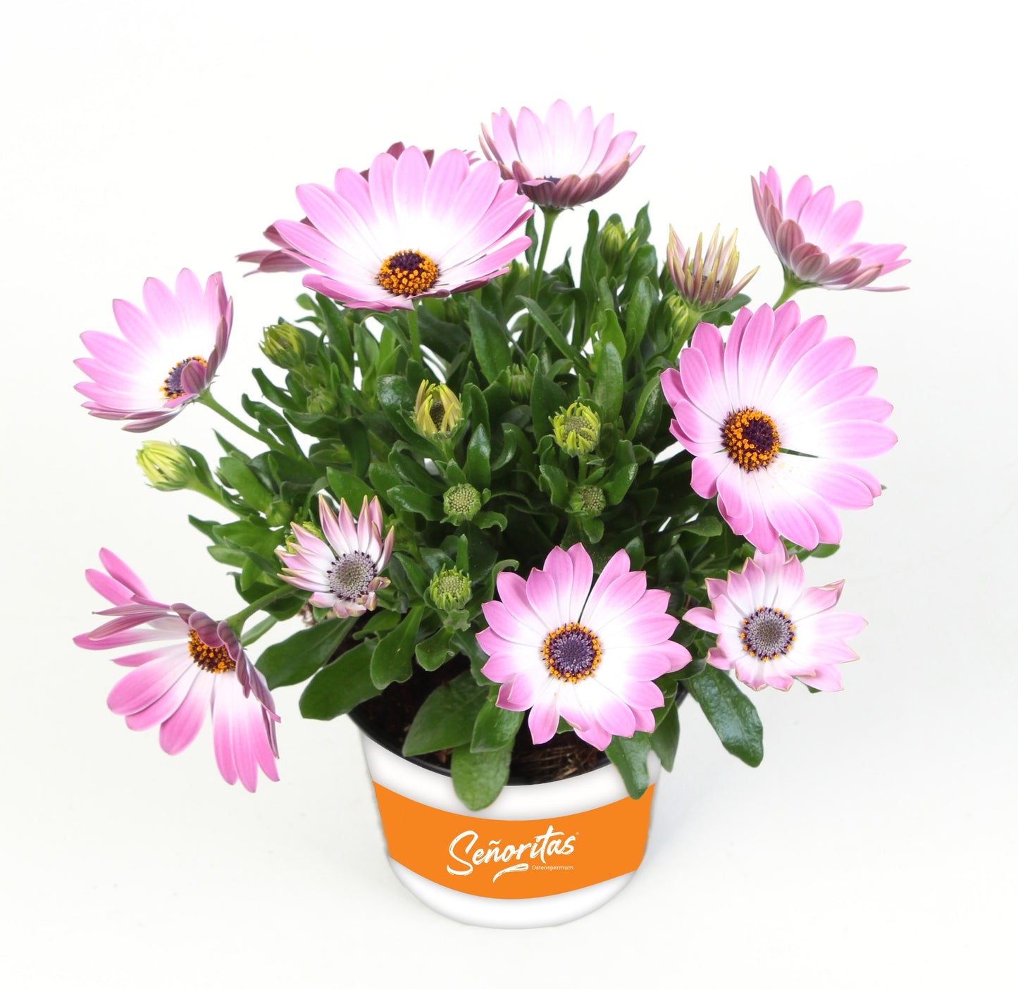 Osteospermum Senorita Monica 20cm 510cm Pot