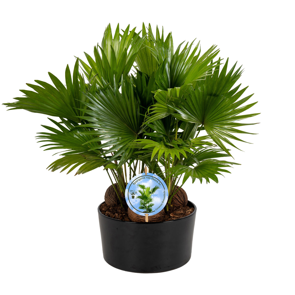 Livistona rotundifolia 48cm 26cm Pot