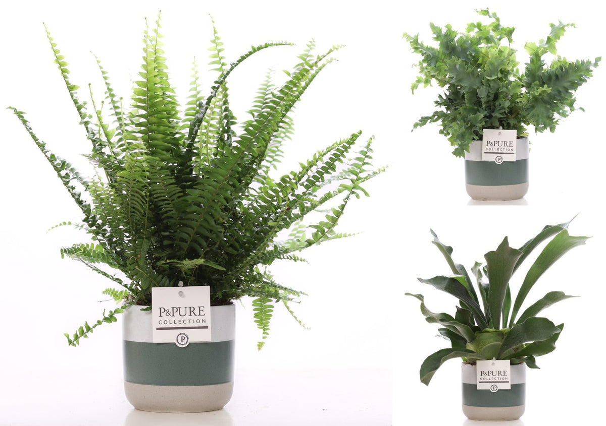 Ferns mix 35cm 12cm Pot