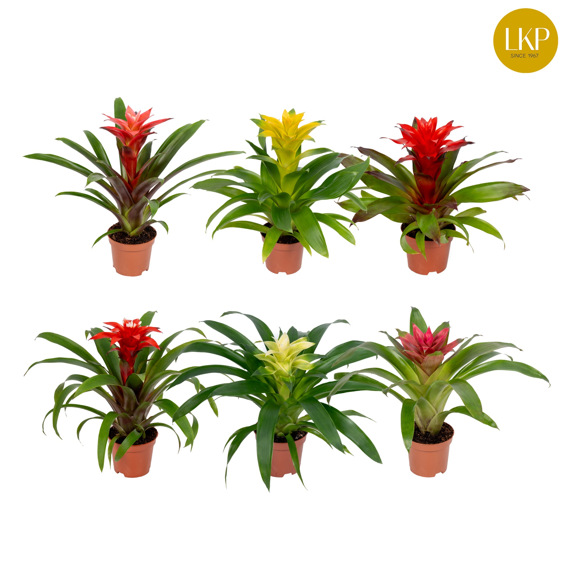 Guzmania mix 30cm 10.5cm Pot