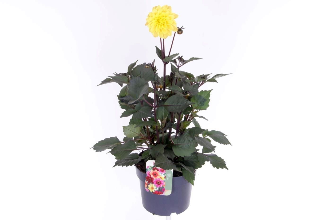 Dahlia Gardenetta Pearl 55cm 17cm Pot