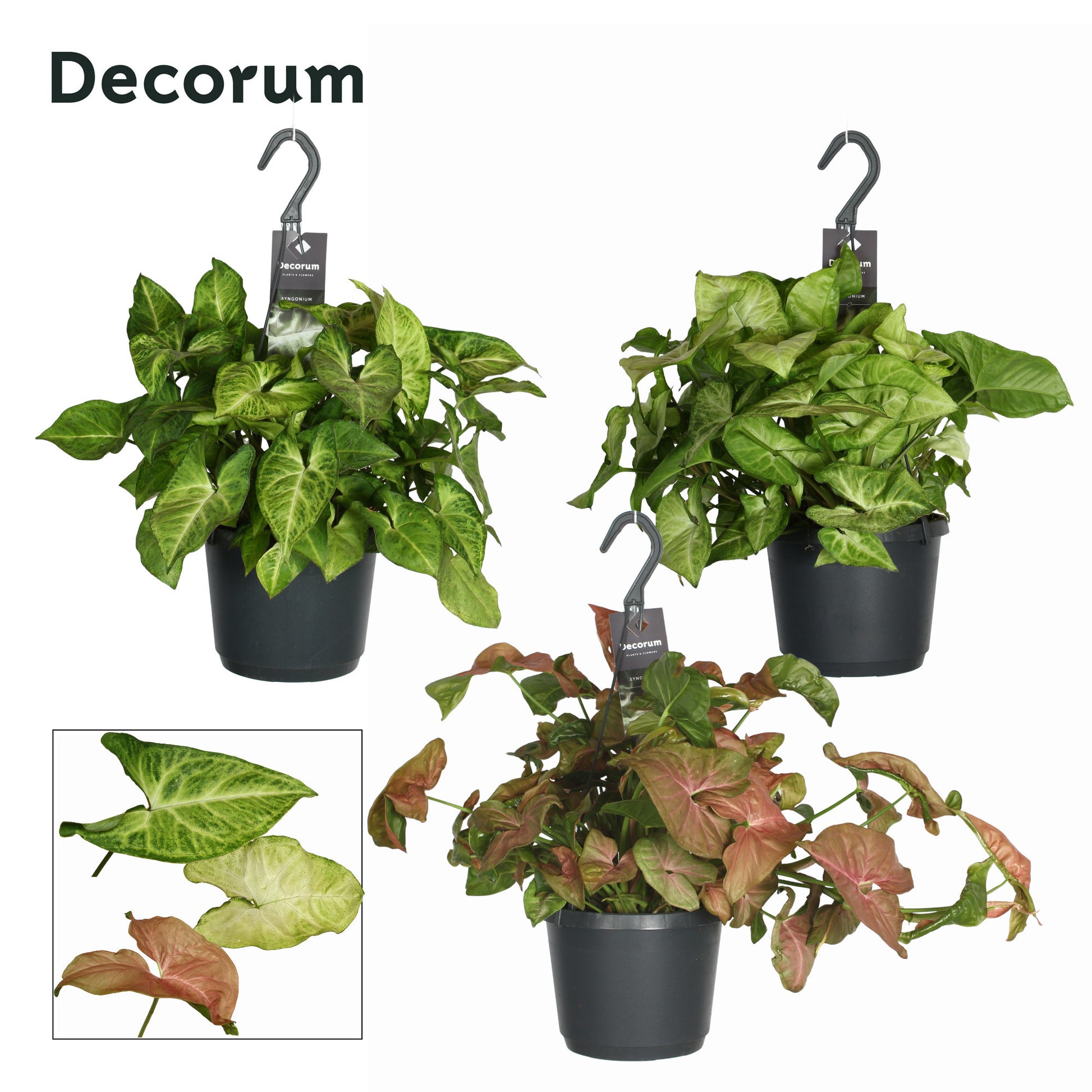 Syngonium mix 40cm 17cm Pot