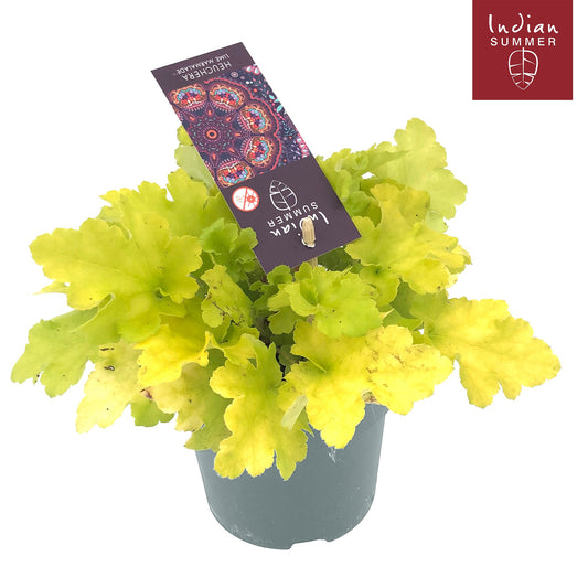Heuchera Indian Summer lime 25cm 12cm Pot
