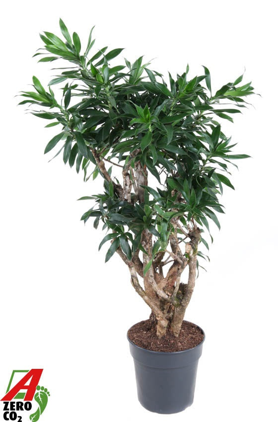 Dracaena reflexa 120cm 27cm Pot