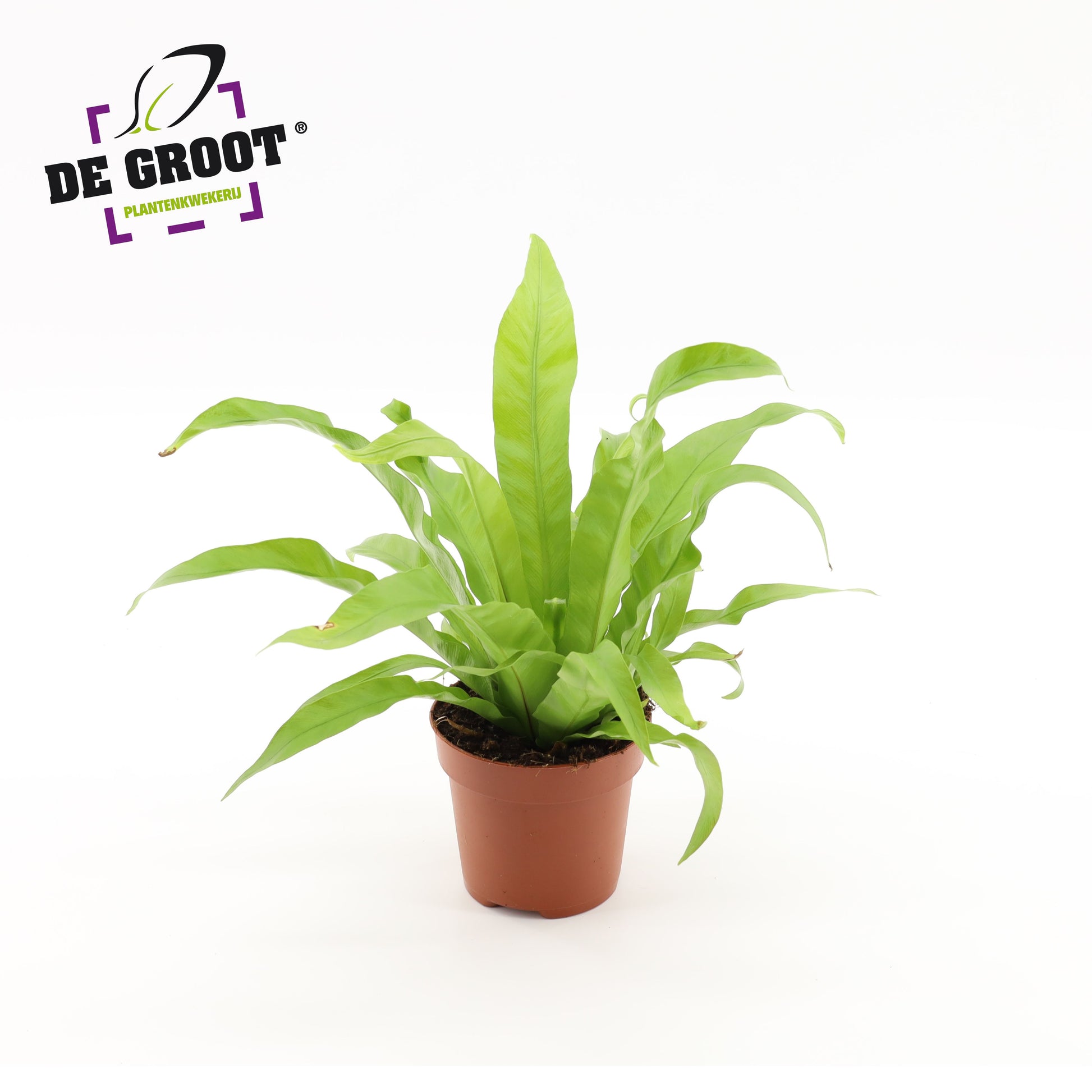 Asplenium antiquum 25cm 12cm Pot