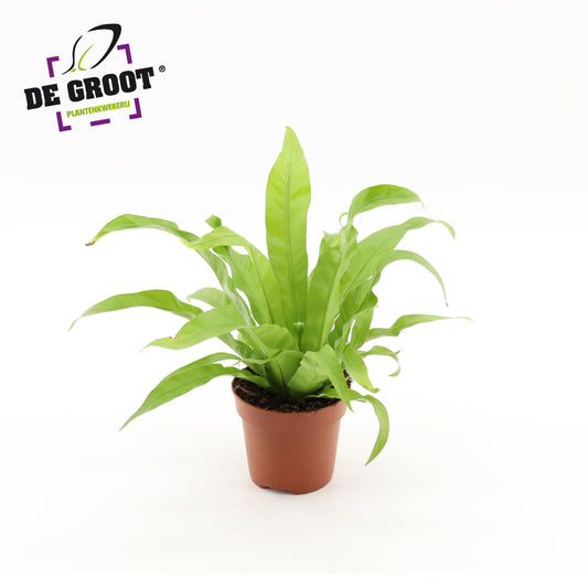 Asplenium antiquum 25cm 12cm Pot