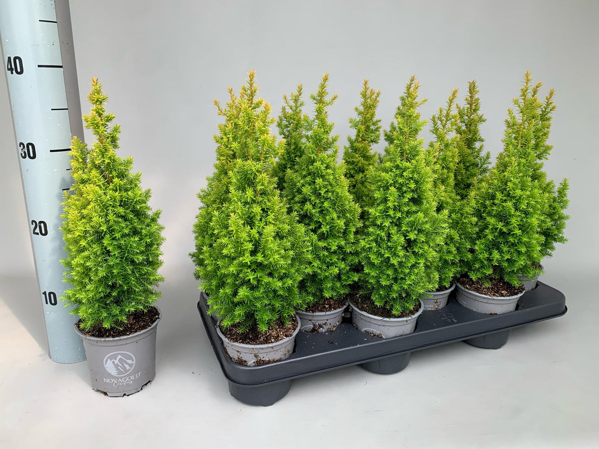Chamaecyparis thyoises Novagold 35cm 11cm Pot