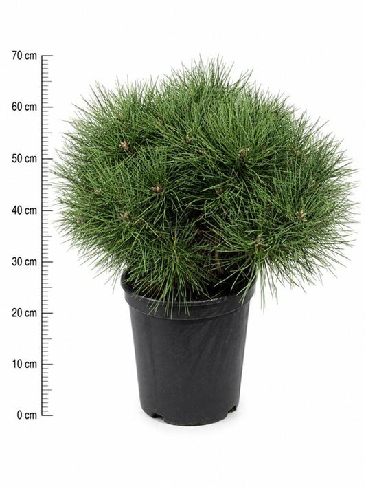Pinus nigra Nana 55cm 32cm Pot