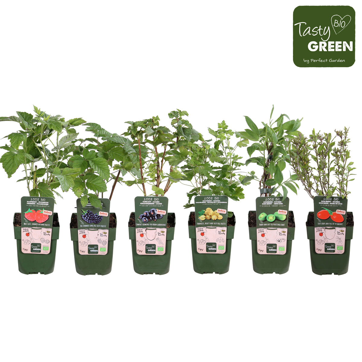 Fruit shrubs mix 30cm 13cm Pot