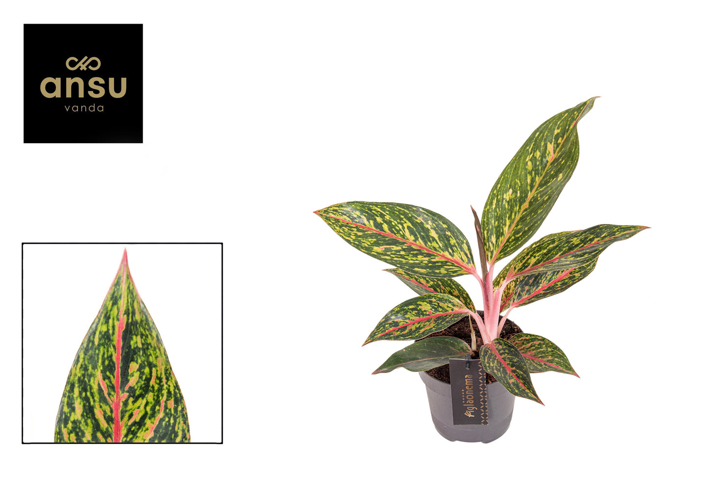 Aglaonema Hybrid 40cm 12cm Pot