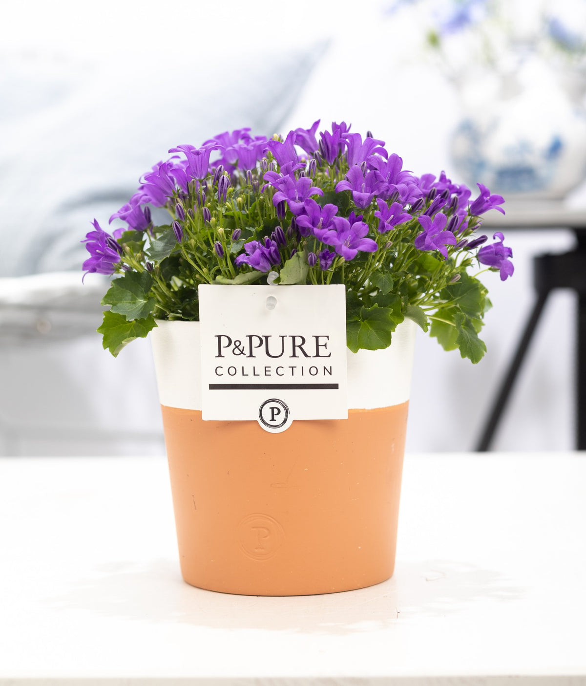 Campanula Porto 22cm 13cm Pot