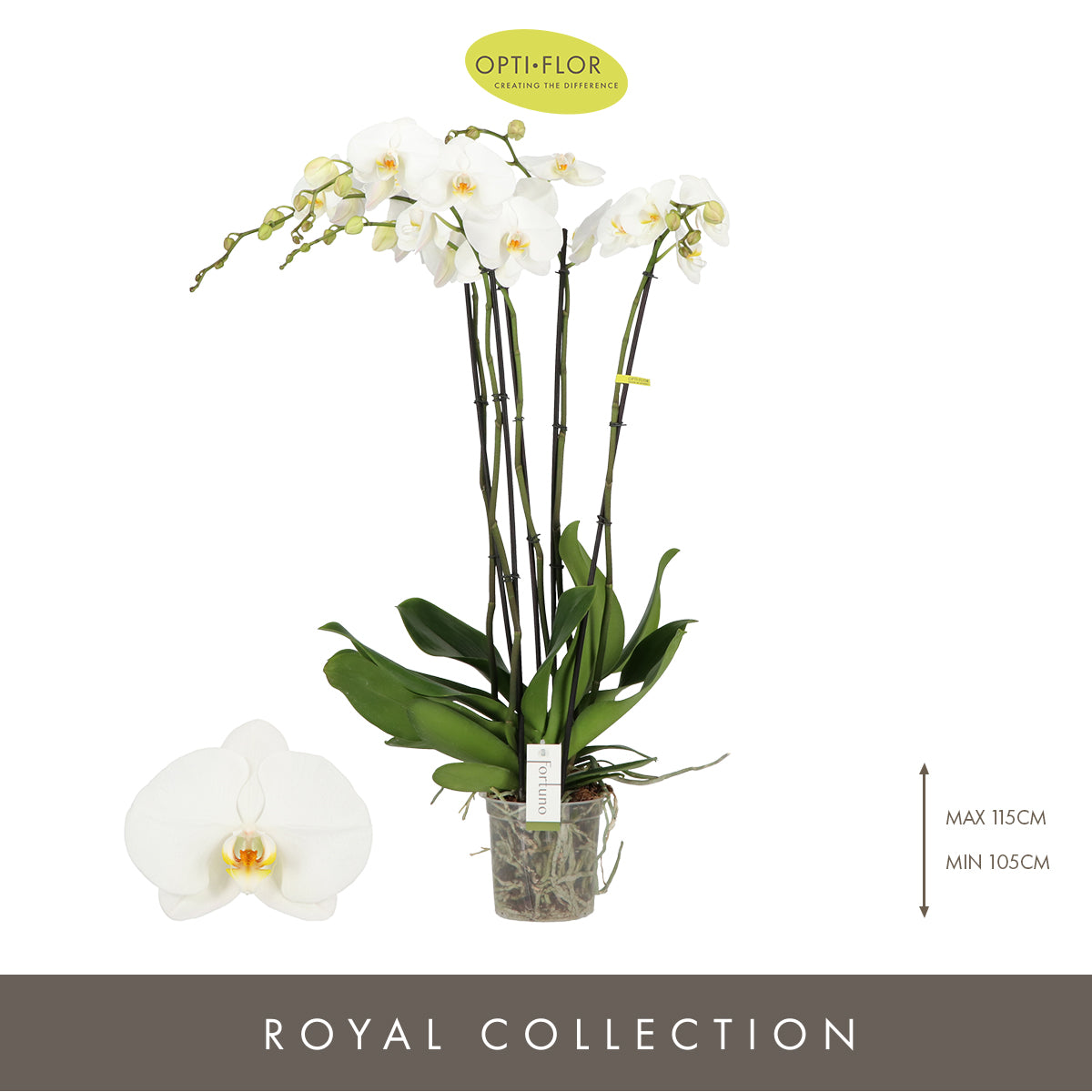 Phalaenopsis Fortuno alto 110cm 17cm Pot