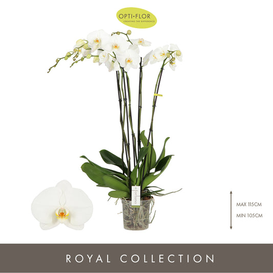 Phalaenopsis Fortuno alto 110cm 17cm Pot