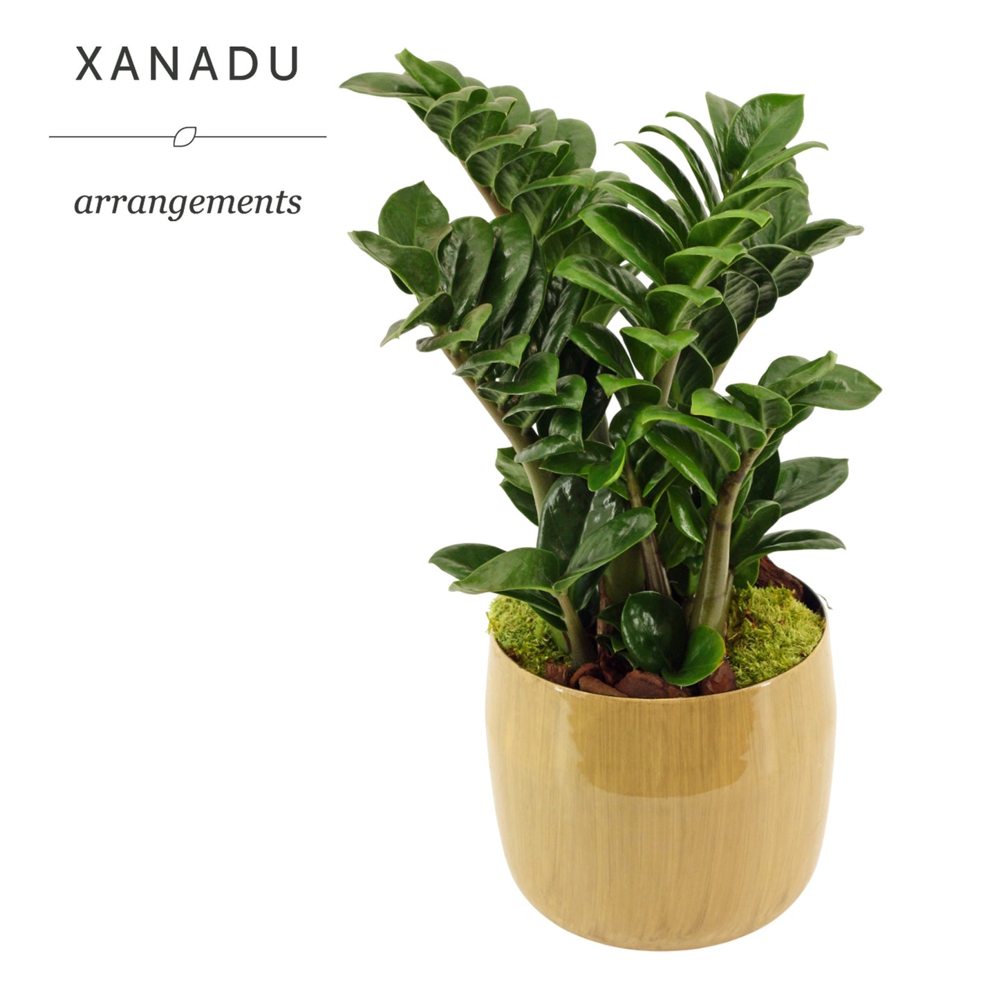 Xanadu San Francisco 40cm 17cm Pot