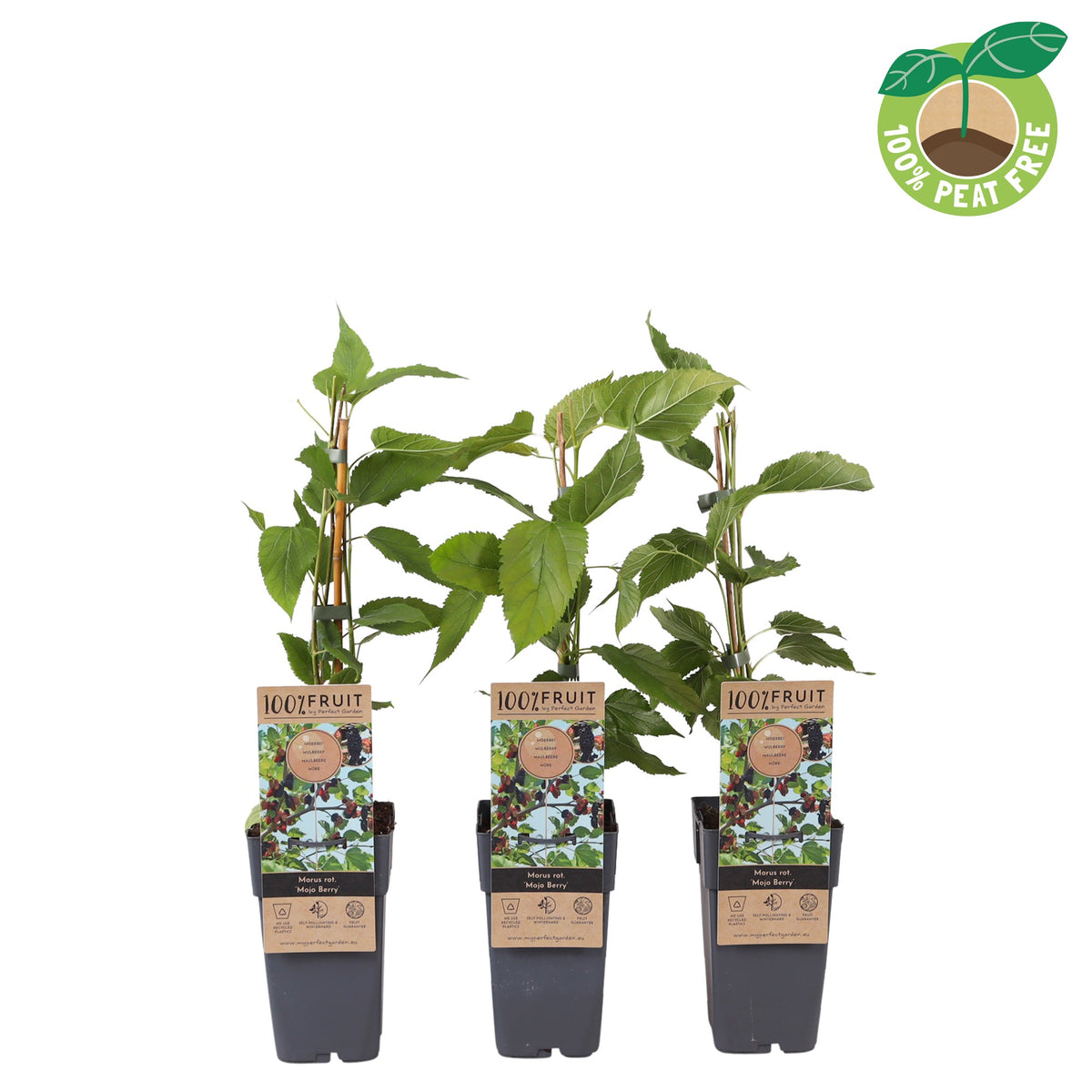 Morus Mojo Berry 50cm 15cm Pot