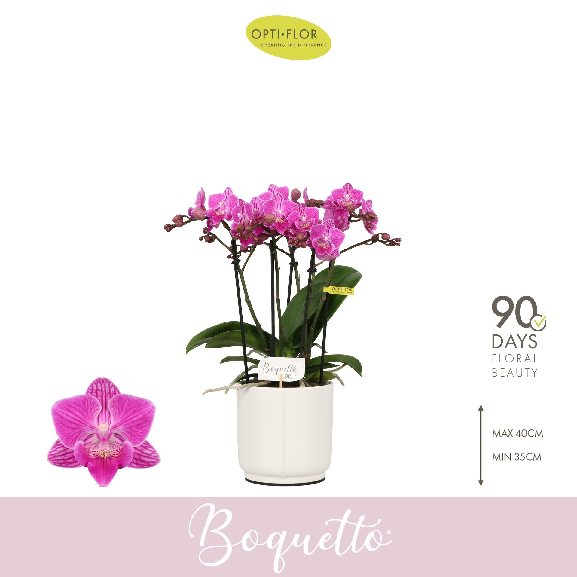 Phalaenopsis pink 35cm 12cm Pot