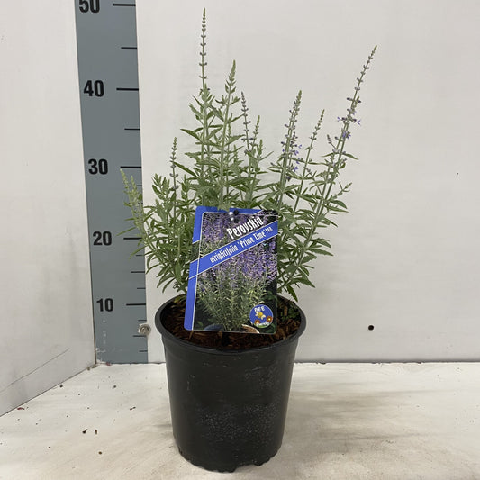 Perovskia Prime Time 30cm 17cm Pot