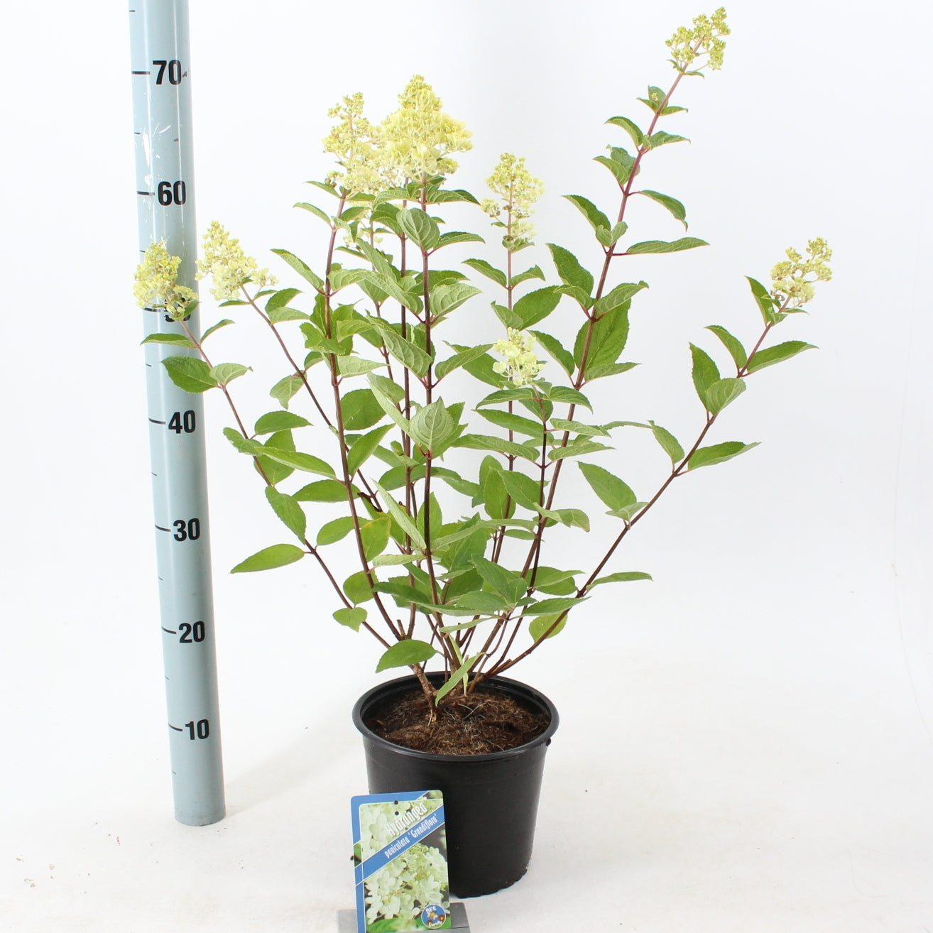 Hydrangea pan. Grandiflora 40cm 19cm Pot