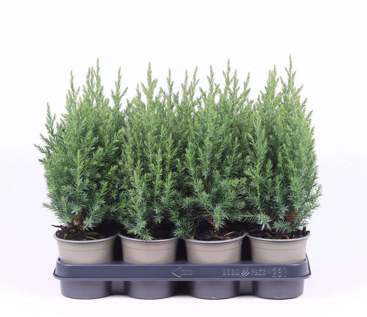 Juniperus Stricta 40cm 11cm Pot