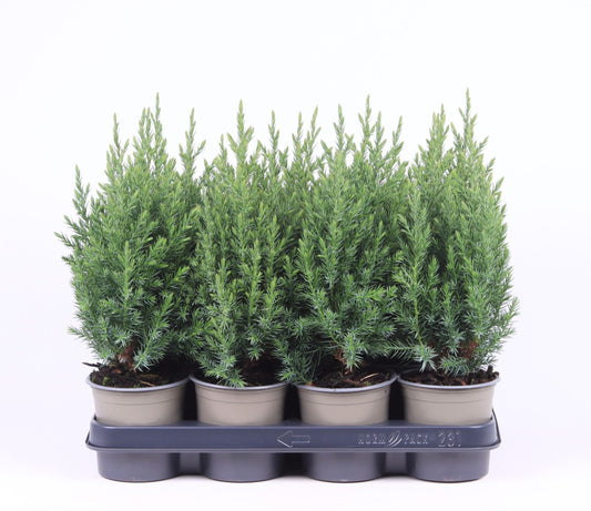 Juniperus Stricta 40cm 11cm Pot