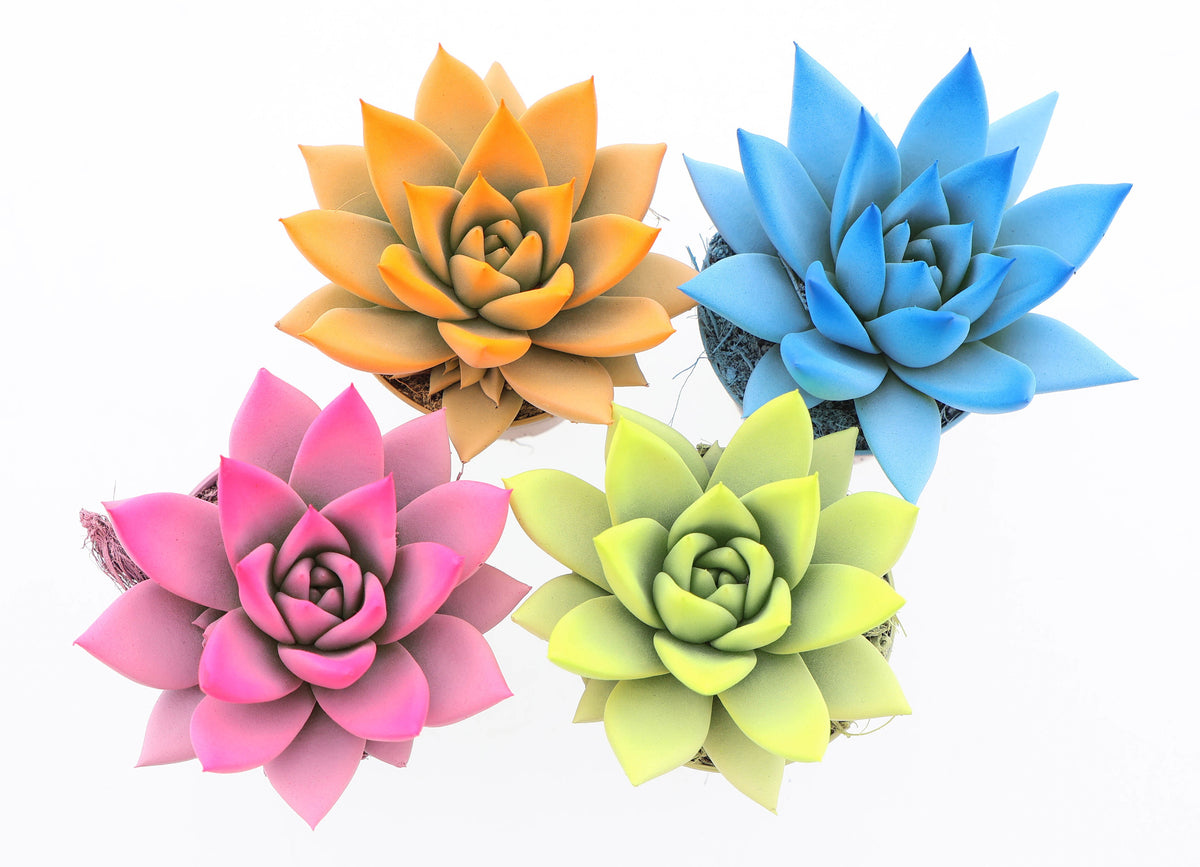 Rainbow spring mix 8cm 6cm Pot