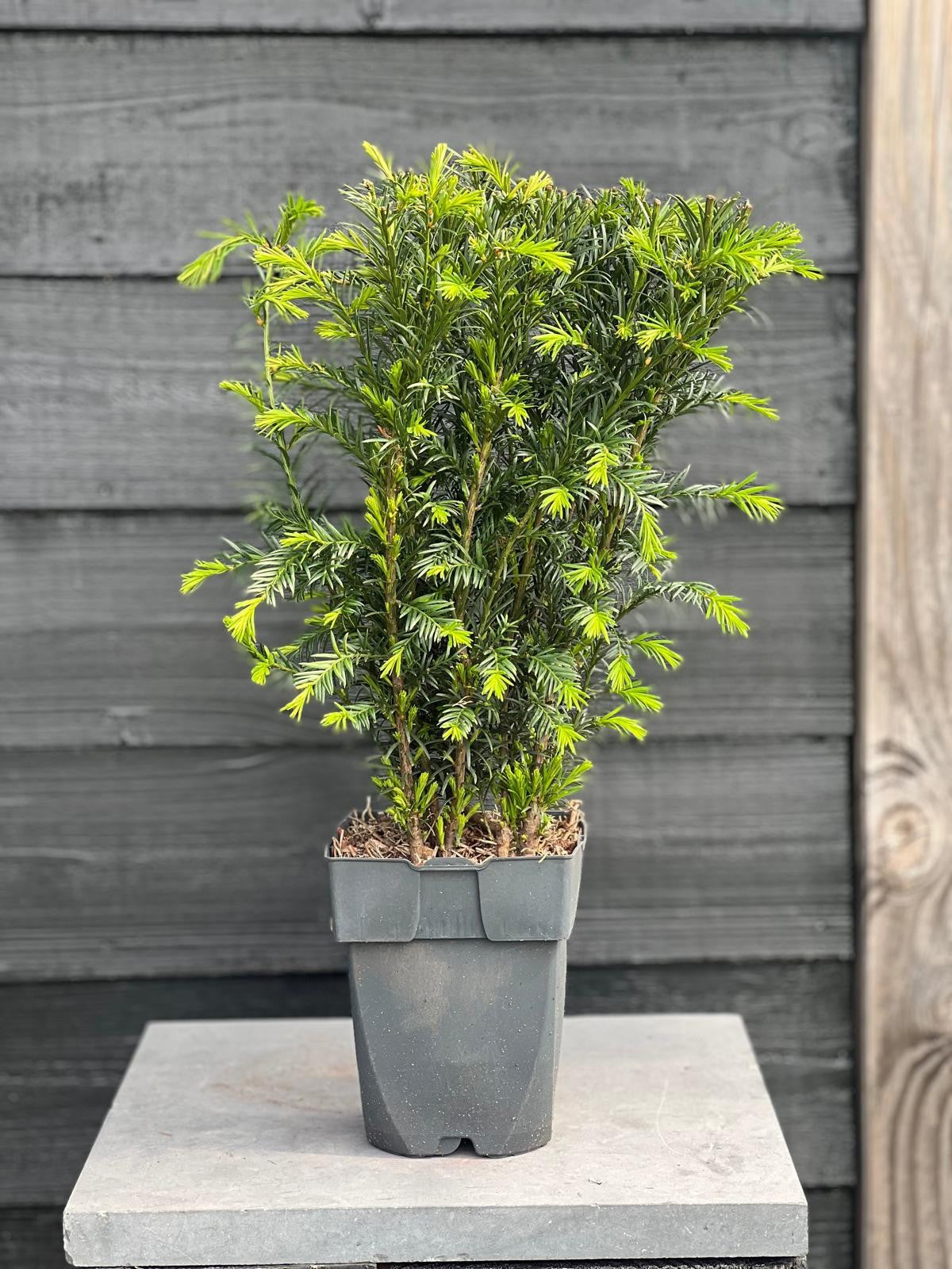 Taxus media Groenland 80cm 17cm Pot
