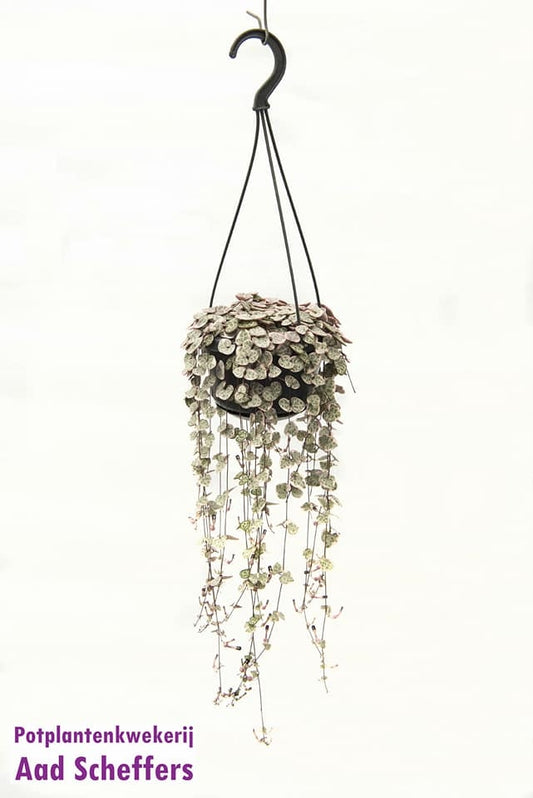 Scheffers, A.P. Ceropegia woodii variegated Pack of 8
