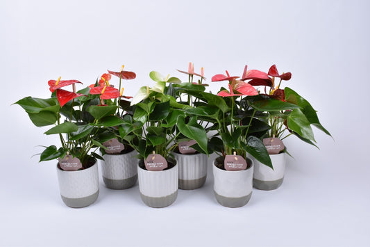 Anthurium mix 30cm 10cm Pot