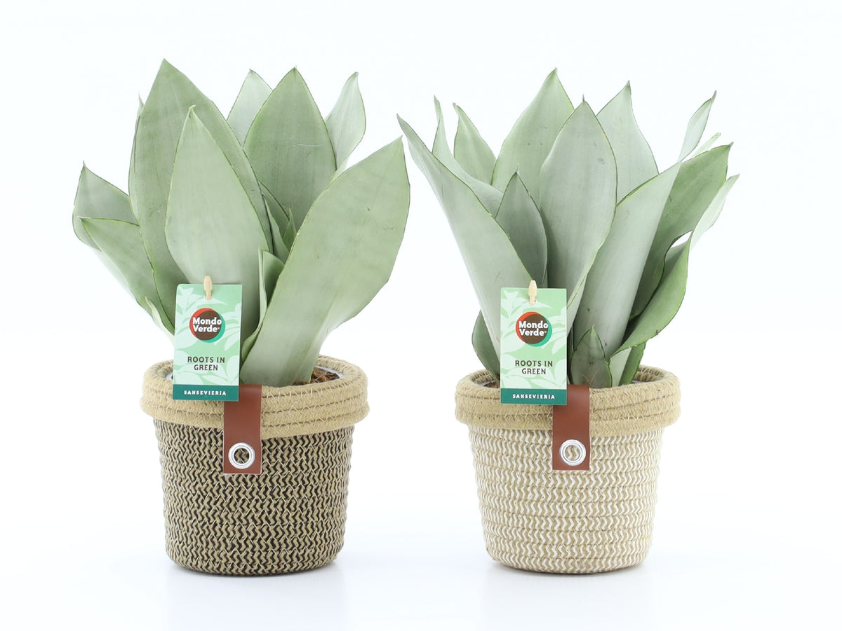 Sansevieria Moonshine 35cm 14cm Pot