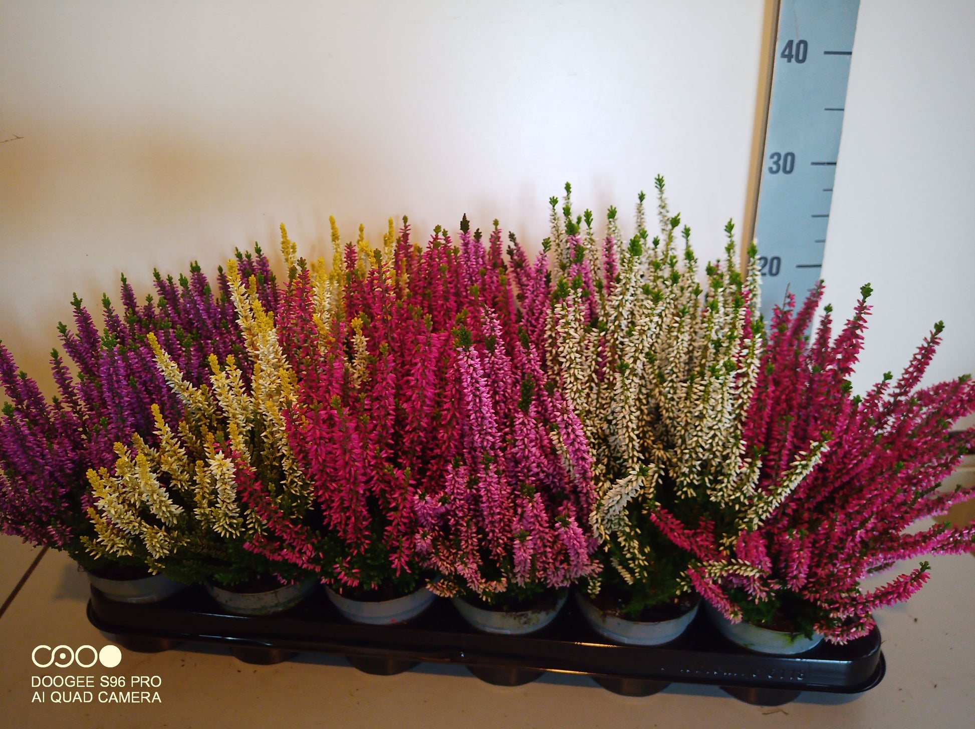 Calluna Beauty Ladies mix 12cm 9cm Pot
