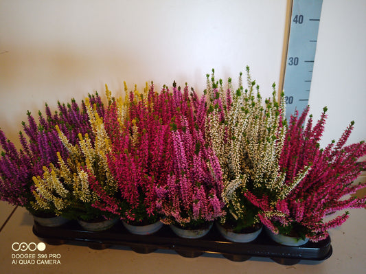 Calluna Beauty Ladies mix 12cm 9cm Pot