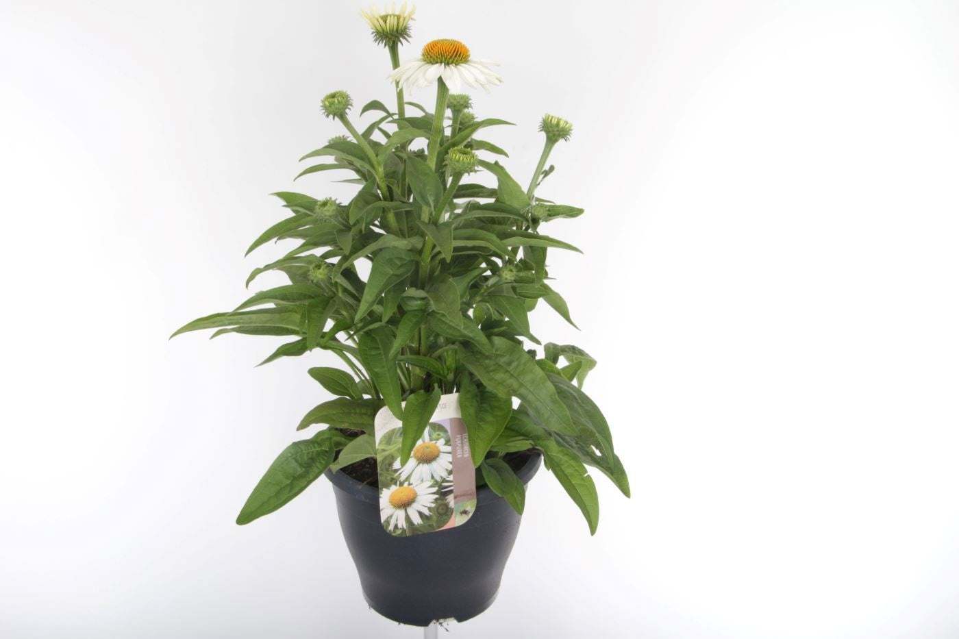 Echinacea purpurea 60cm 23cm Pot