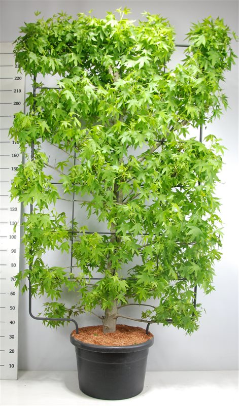 Liquidambar styraciflua 230cm 52cm Pot