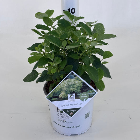 Hydrangea arb. 'Sublime Annabelle' 30cm 19cm Pot