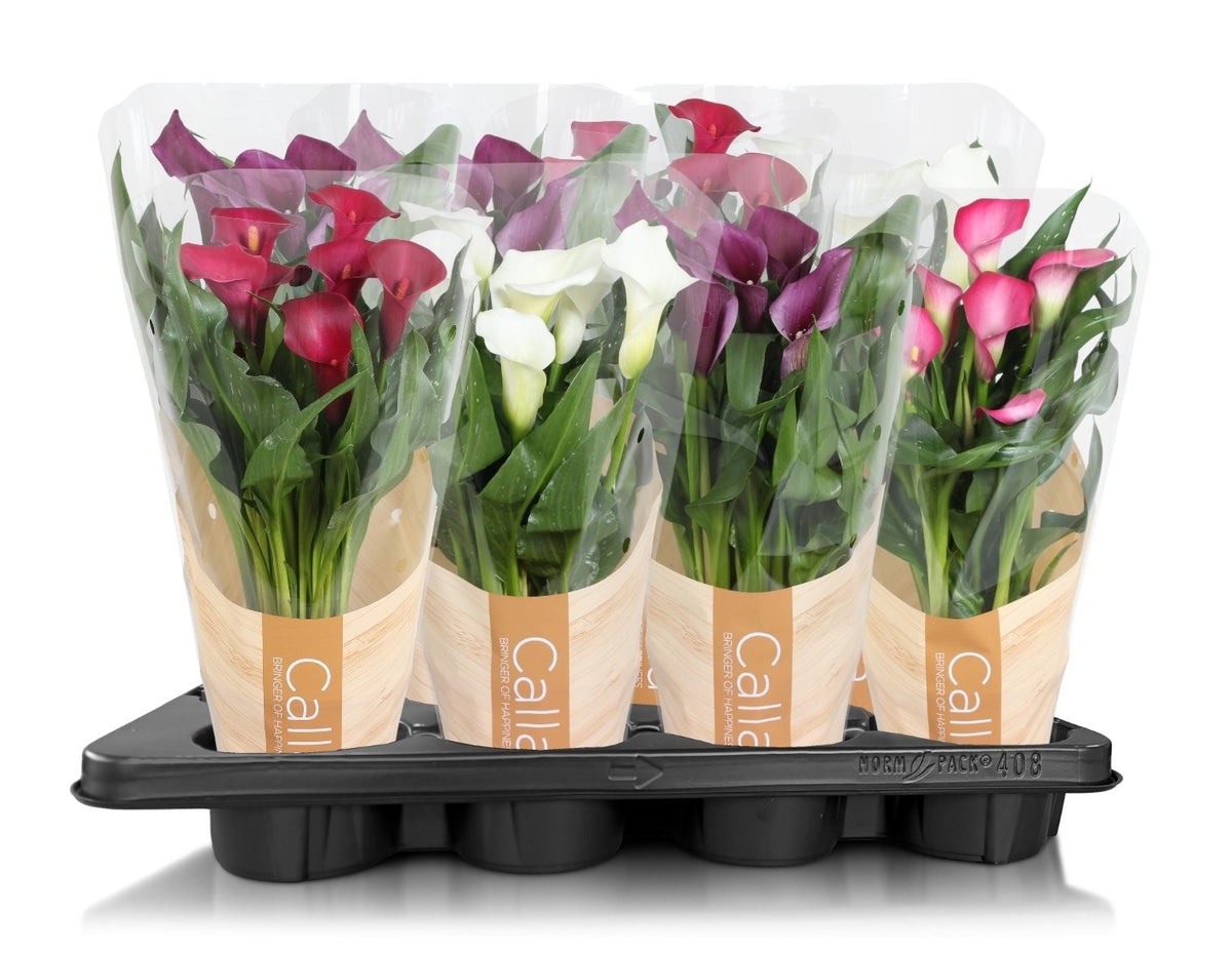 Zantedeschia mix 40cm 13cm Pot